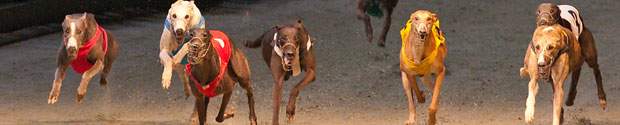dogs racing