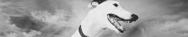 Greyhound dog